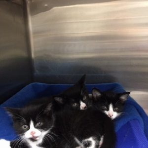 Kittens