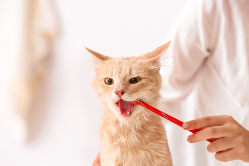 Veterinary Dentist in Lynn, MA 