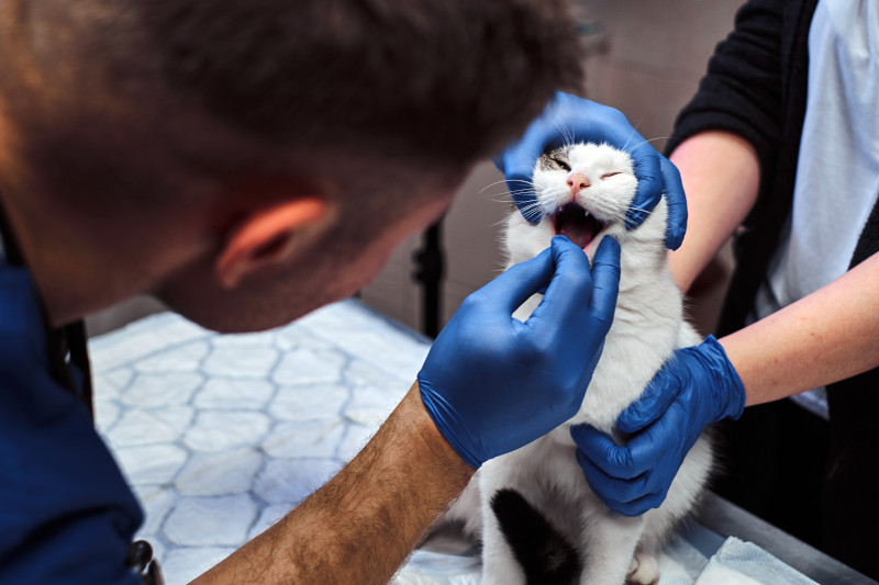 Veterinary Dentist in Lynn, MA 