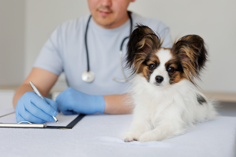 Veterinary Surgery in Lynn, MA