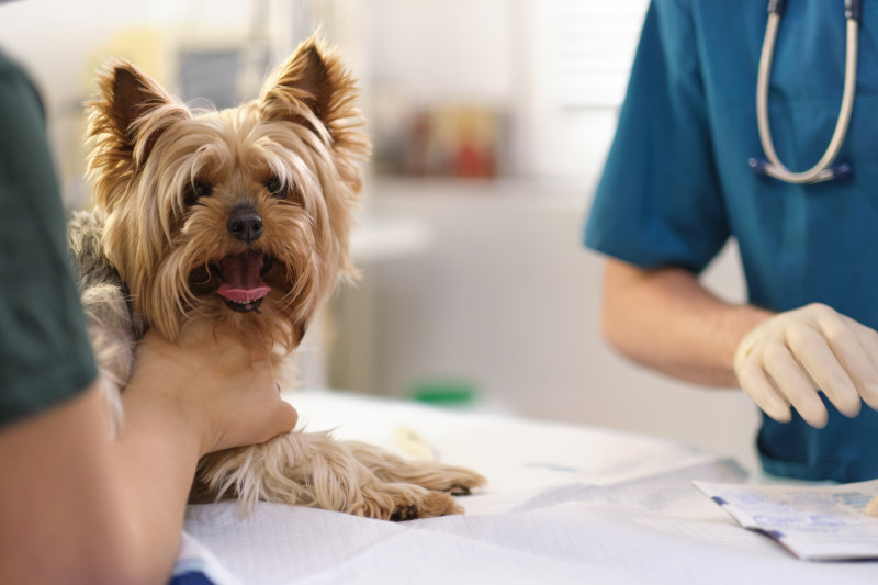 Veterinary Dentist in Lynn, MA 