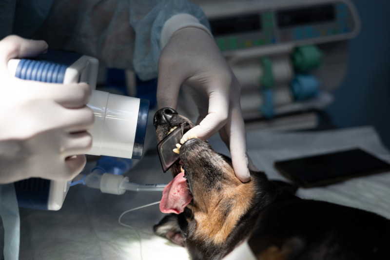 Veterinary Dentist in Lynn, MA 